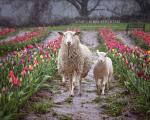 Mommy and Me in the Tulips