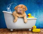 Puppy Bath Time