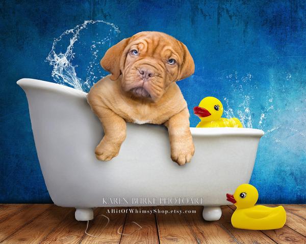 Puppy Bath Time