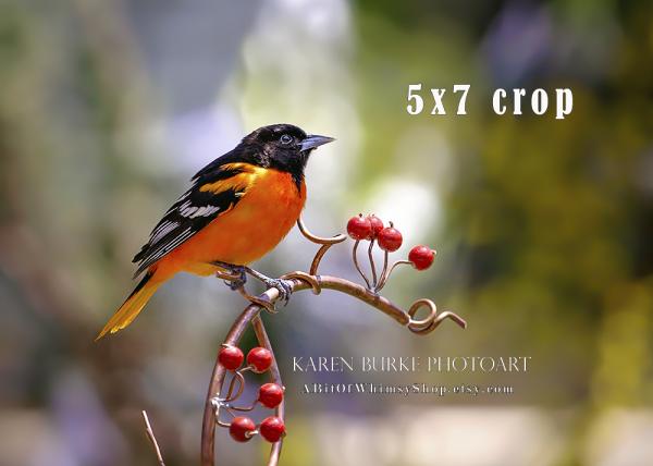 Baltimore Oriole Copper Vine picture