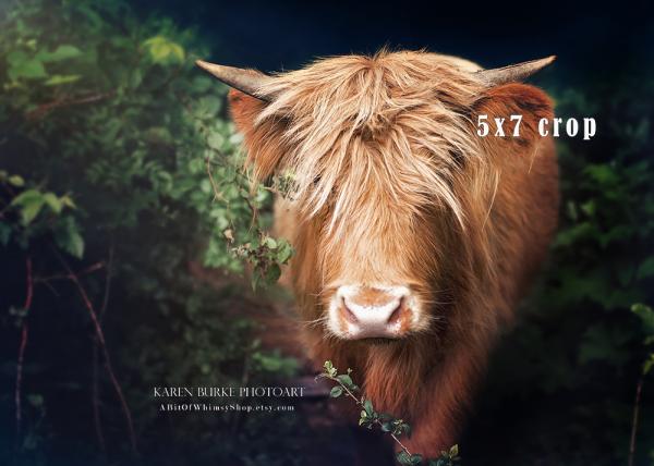 Highland Cow picture