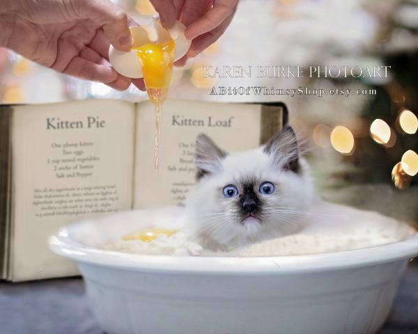 Kitten Pie