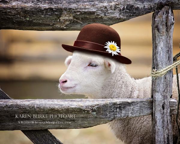 Lamb in a Felt Hat