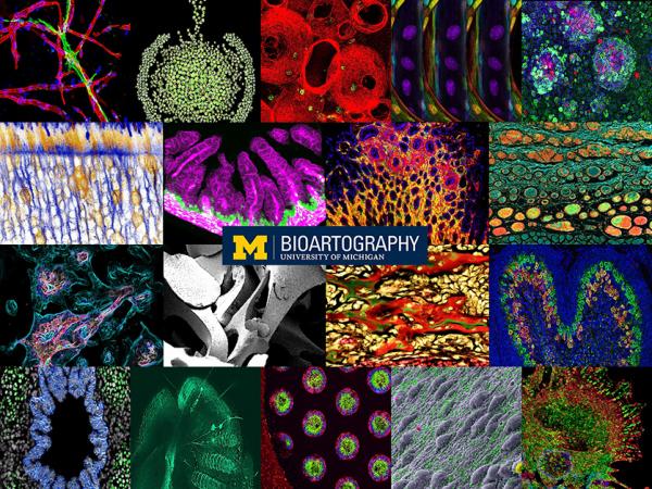 BioArtography Images
