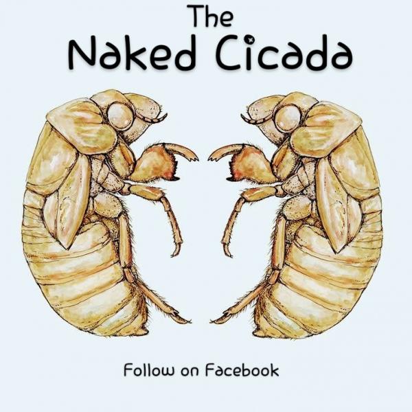 The Naked Cicada