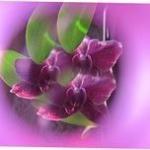 Orchid Mist Dimensions