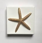 Gold Starfish on Canvas