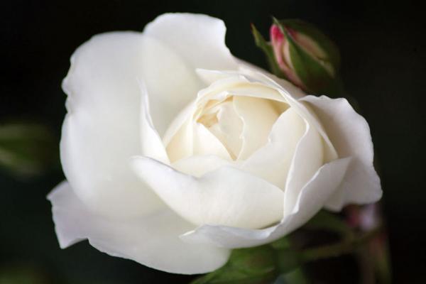 White Rose