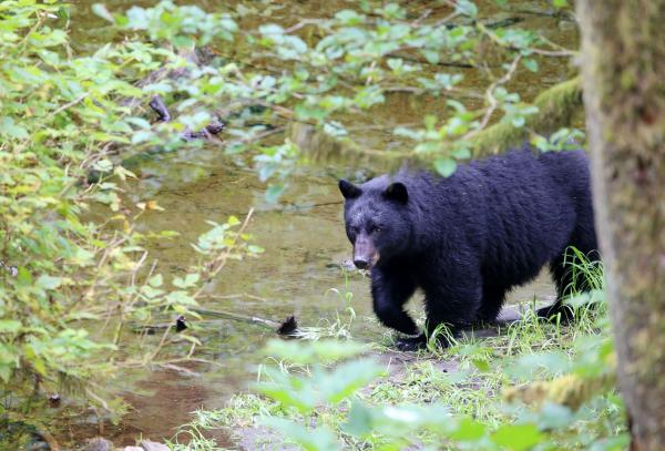 Alaska Rainforest Sanctuary Bear 16x20 Canvas picture