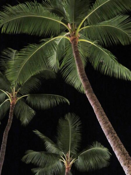 Night Palm Tree - Waikiki, Hawaii