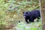 Alaska Rainforest Sanctuary Bear 20x20 Canvas