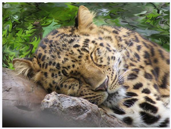 Sleeping Amur - Minnesota Zoo