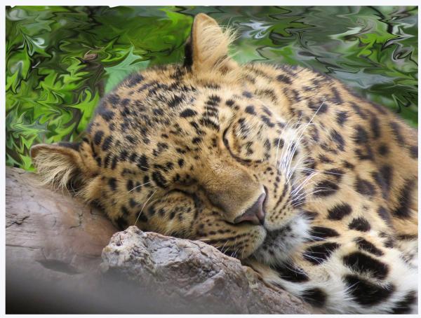 Sleeping Amur - Minnesota Zoo picture