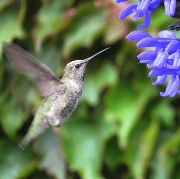 Hummingbird - Butchart Gardens, Victoria