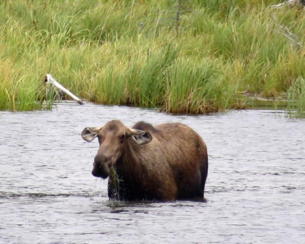 Momma Moose - Denali National Park, Alaska
