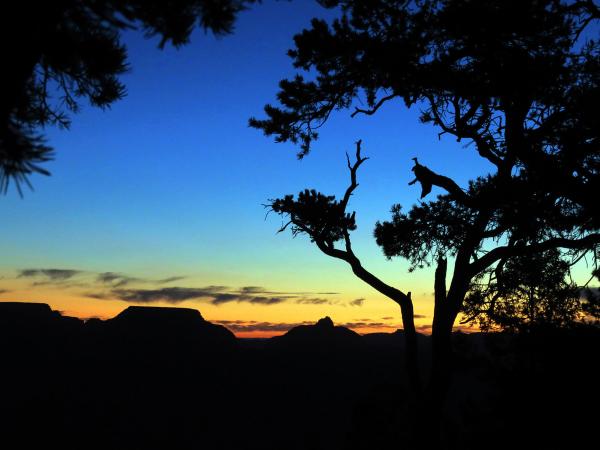 Grand Canyon Sunrise picture