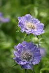 Purple Poppies #1 - Butchart Gardens, Victoria