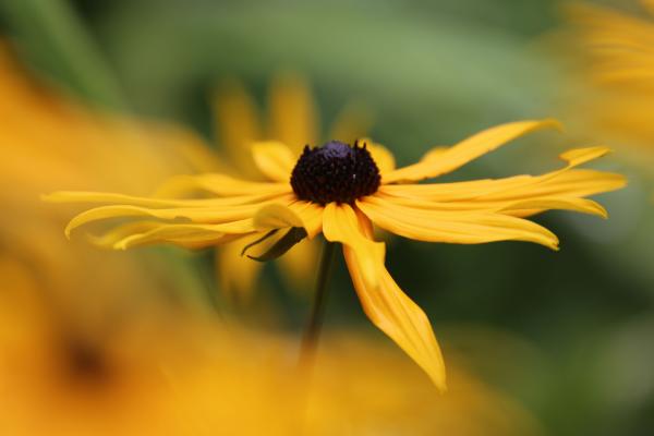 Brown Eyed Susan, Butchart Gardens, Victoria picture