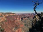 Grand Canyon North Rim Tree