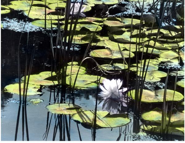 Waterlilly Pads - handpainted/reproduction picture