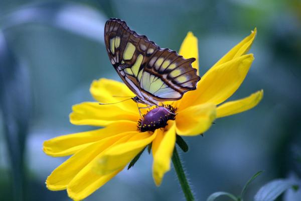 Butterfly w/Brown-Eyed Susan - canvas8x12 picture