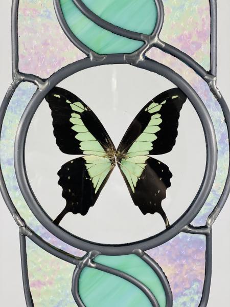 "The Sixth Day" feat. REAL Green Swallowtail Butterfly picture