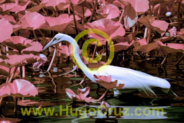 Great Egret Focus picture