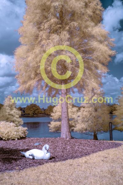Swan Peace - Infrared Art Photography
