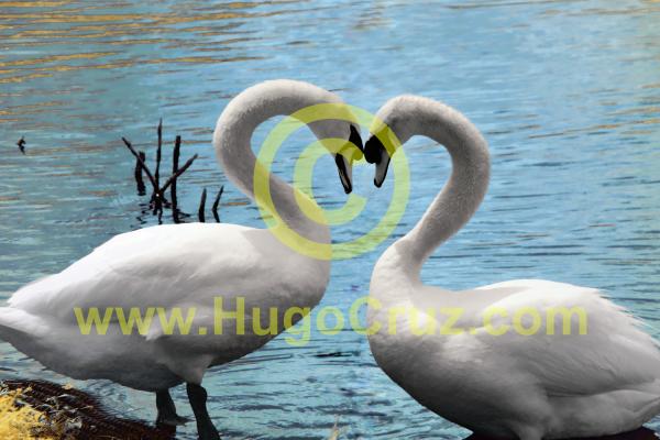 Swan Love picture