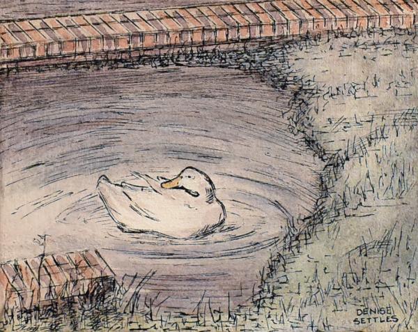 Duck in the water study picture