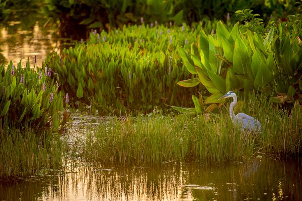 Morning on the Marsh picture