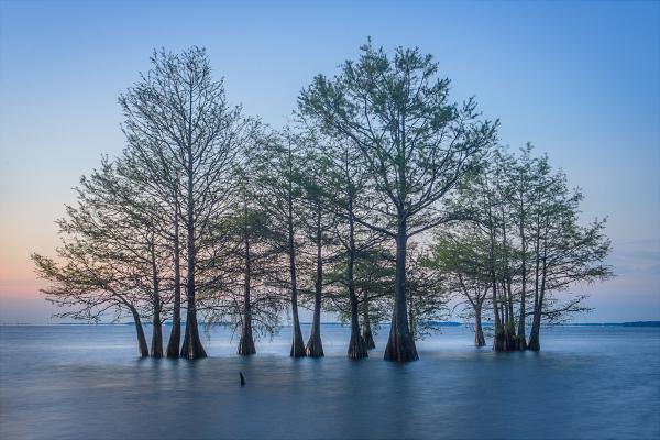 Cypress Guard