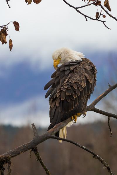 Ruffled Majesty picture