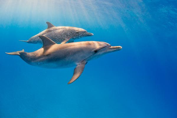 Swimming with Mother