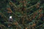 Eagle in Spruce