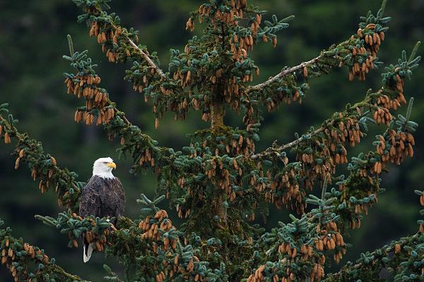 Eagle in Spruce