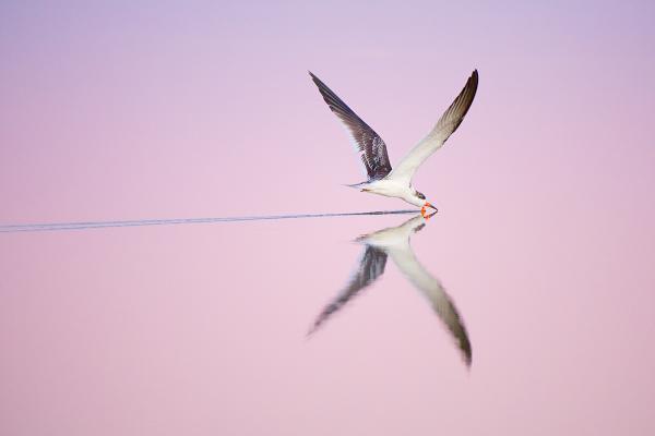 Skimmer in Pink