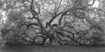 Angel Oak