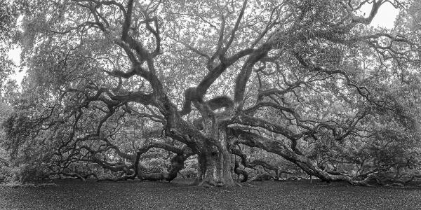 Angel Oak picture