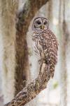 Barred Owl