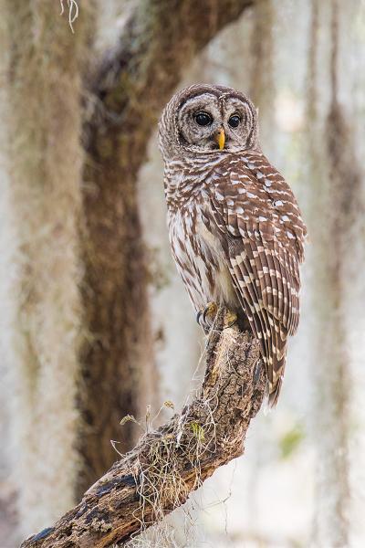 Barred Owl picture