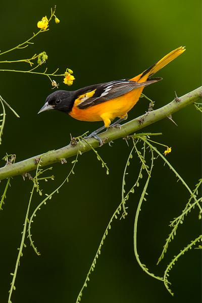 Baltimore Oriole picture