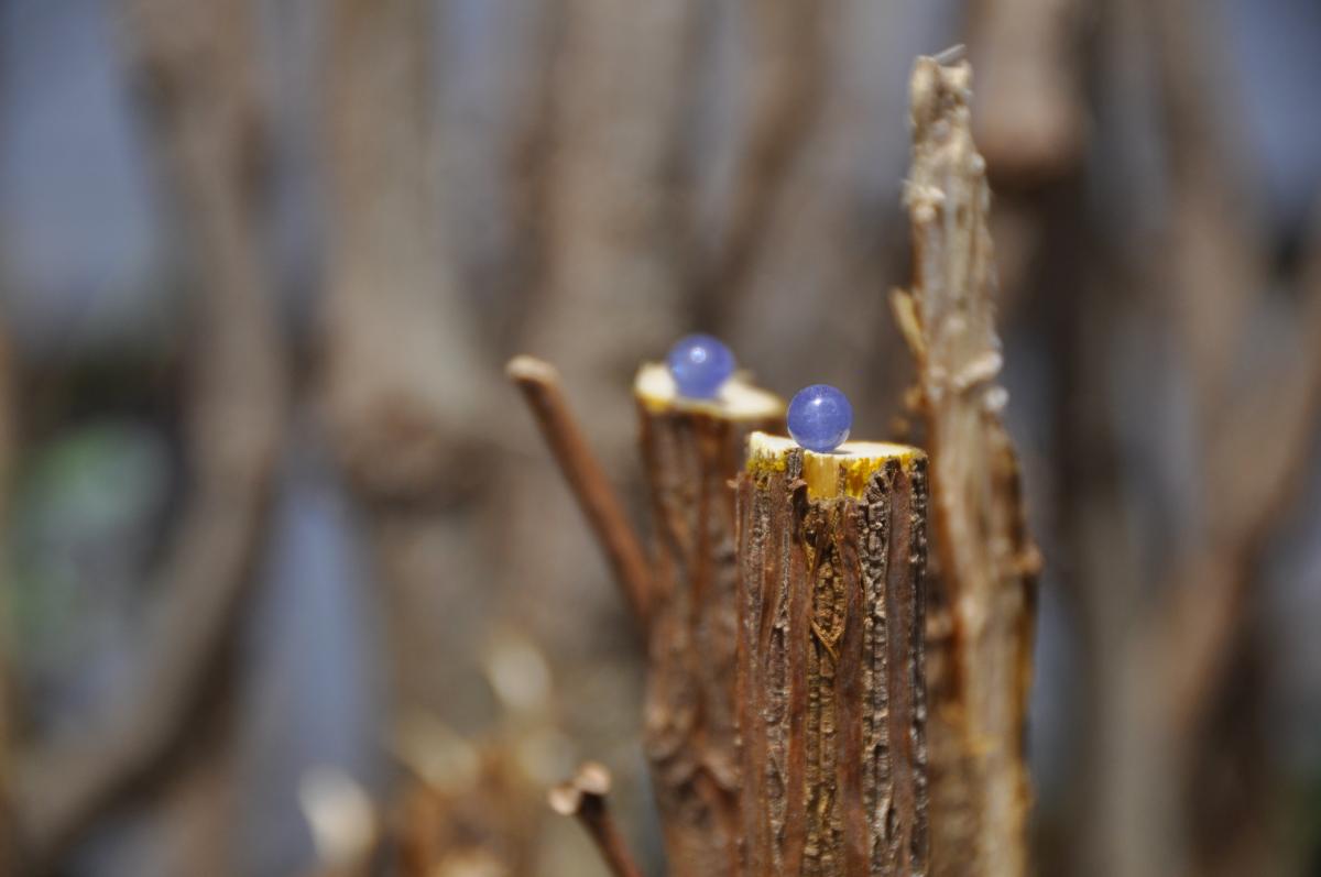 Tanzanite Sterling Silver Stud Earrings picture