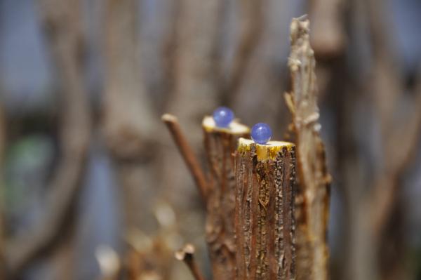 Tanzanite Sterling Silver Stud Earrings picture