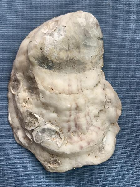 “The Birth of Venus” Oyster Shell Trinket Dish picture