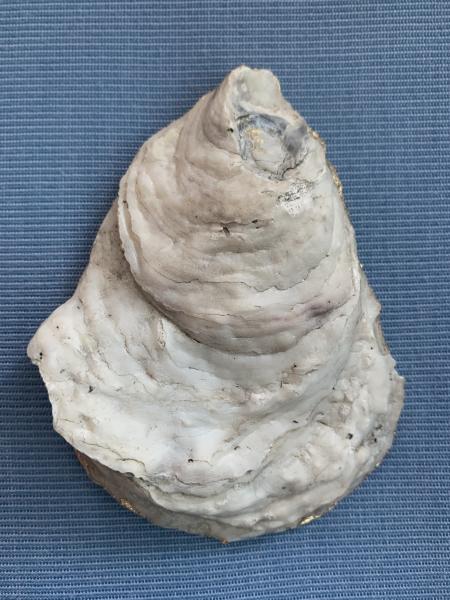 Jungle Oyster Shell Trinket Dish picture