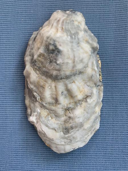 Iris Oyster Shell Trinket Dish picture