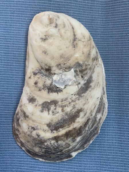 Egyptian Oyster Shell Trinket Dish picture