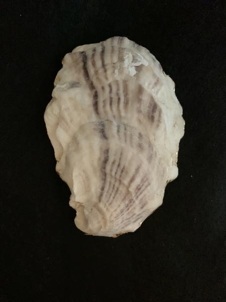 Shell Oyster Shell Ring Dish picture