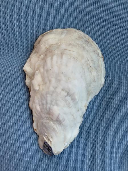 Bird Oyster Shell Trinket Dish picture